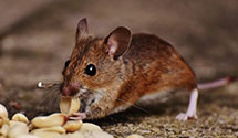 24 Hour & Emergency Exterminators in Nora, SD
